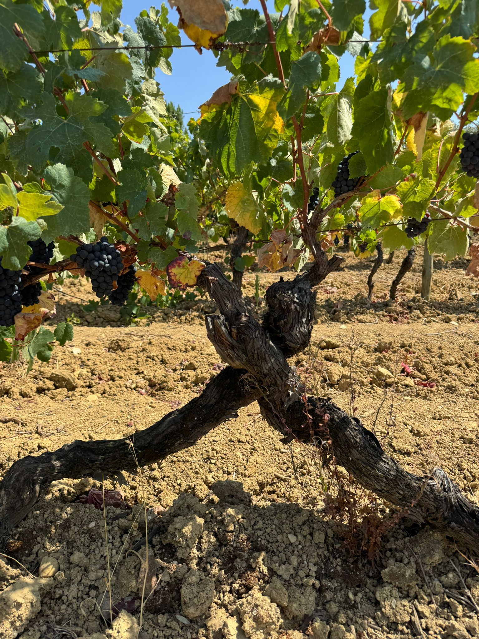 Old Vineyard Baga